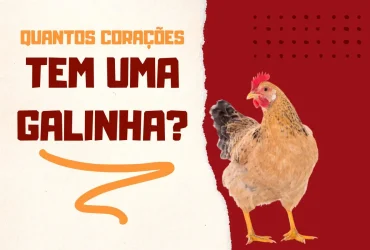 Quantos Corações Tem uma Galinha