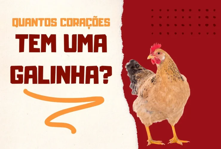 Quantos Corações Tem uma Galinha