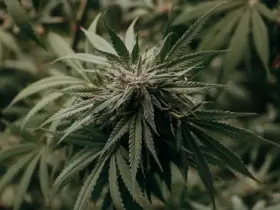 Qual o efeito da Colombia Gold